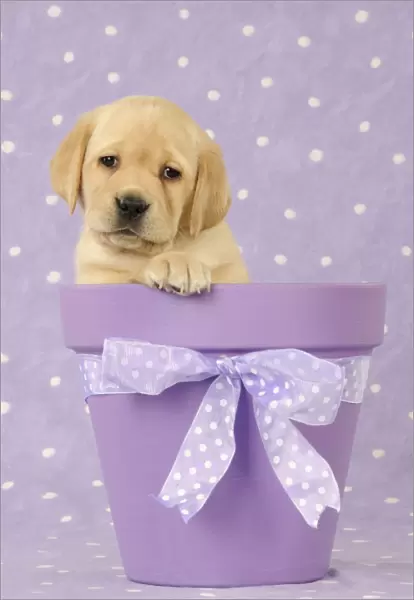 DOG. Yellow labrador puppy sitting in a plant pot