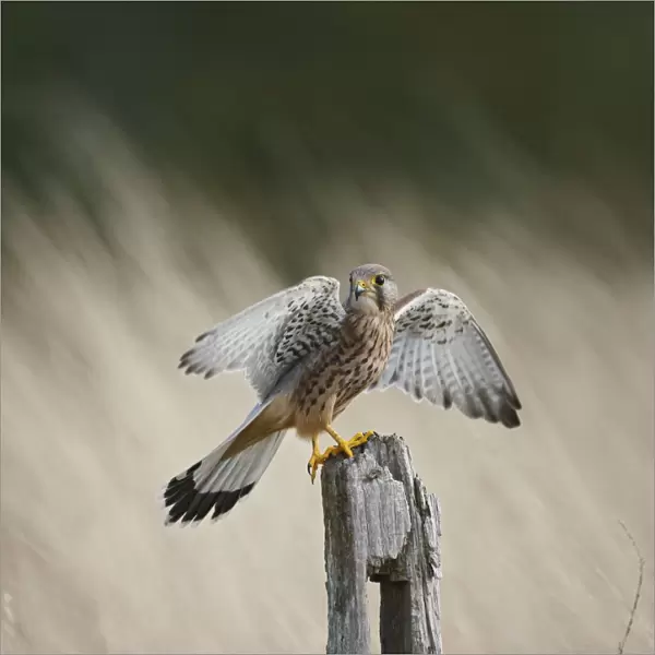 Kestrel - young male takes off from fence post 8573
