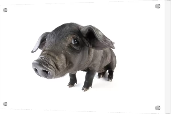 Pig. Large black piglet