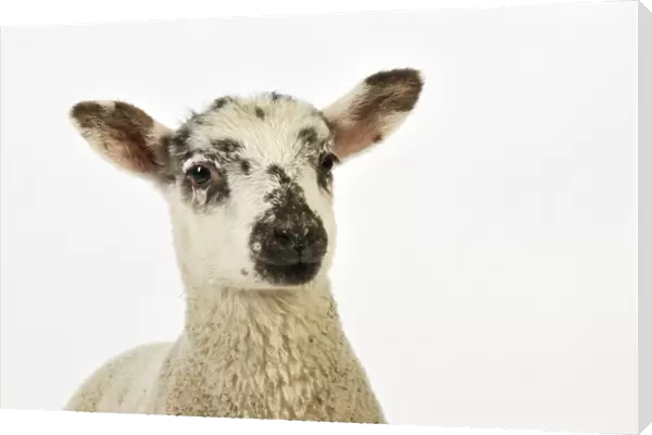 LAMB. Cross breed lamb