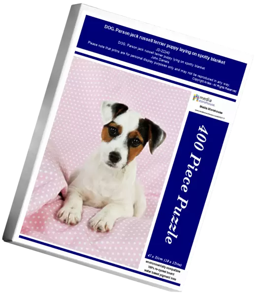 DOG. Parson jack russell terrier puppy laying on spotty blanket