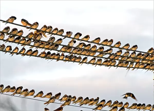 Barn Swallows - massing on electricity cables prior to migrating - Grahamstown - Eastern Cape - South Africa