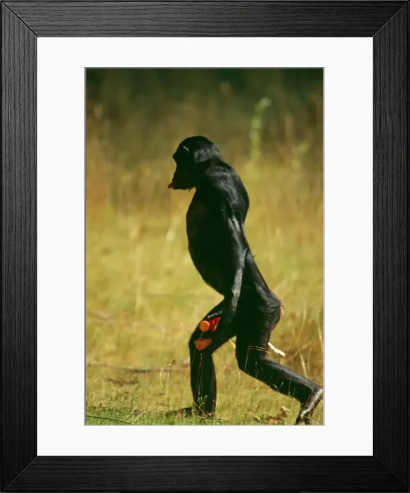 Framed Print : Bonobo Print: Upright Walking Primate with Vegetables Framed Print : Bonobo Print: Upright Walking Primate with Vegetables