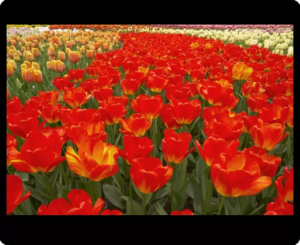 Mixed Tulip Flower Beds Keukenhof Gardens Netherlands PL001729