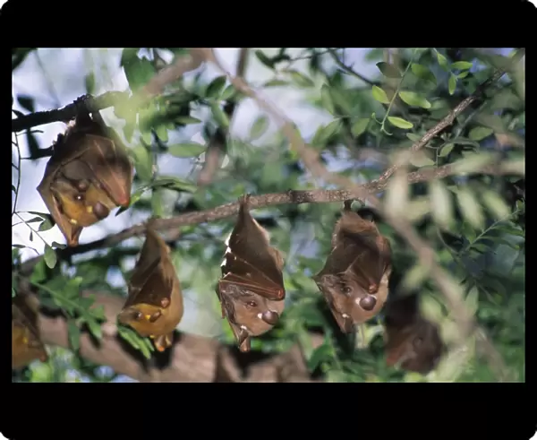Epauletted Fruit Bats ASW 3955 Family, Roosting - Kenya Pteropodidae © Alan Weaving  /  ARDEA LONDON