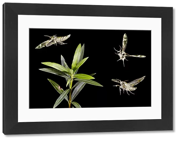 Oleander Hawkmoth - group flying around Oleander plant - digitally altered 11865