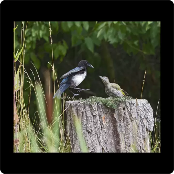Magpie - in fight stand-off with Green Woodpecker - Bedfordshire UK 11066