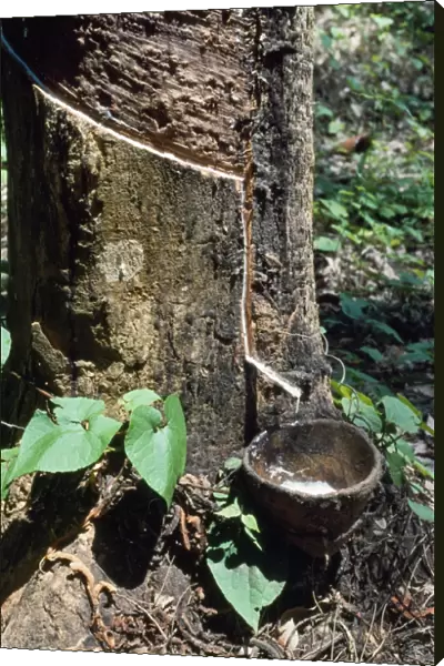 Rubber Tree - rubber tapping Malawi