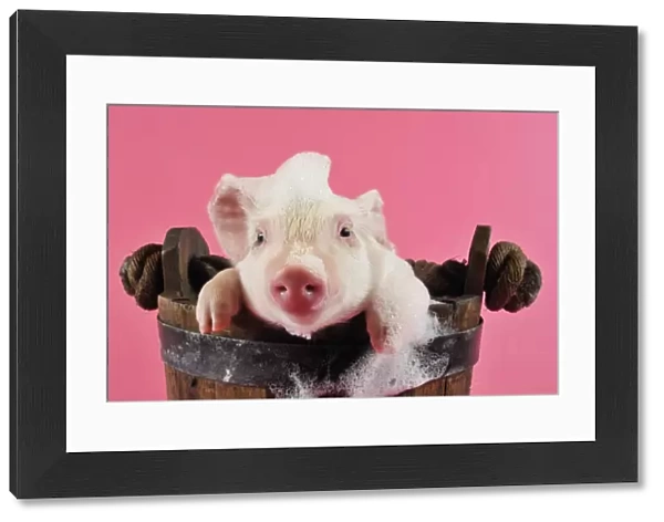Pig. Large white cross piglet in bucket with bubbles