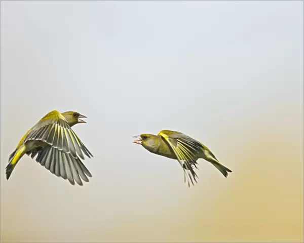 Greenfinch - males fighting in flight - Bedfordshire UK 9519