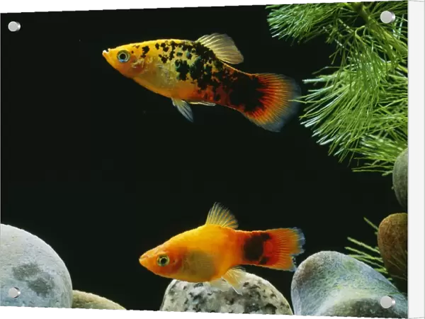 Platy Fish - pair
