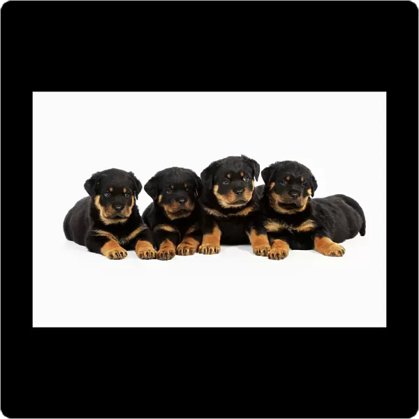 DOG. Rottweiler puppies laying in a row