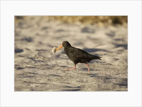 Variable Oystercatcher - with a tuatua shellfish which it has just probed into the beach to capture. At Rogers Road Beach, Ohinepanea, southeast of Te Puke, North Island, New Zealand