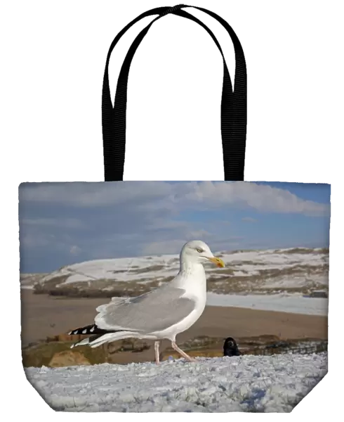 Herring Gull - snow - Perranporth - Cornwall - UK