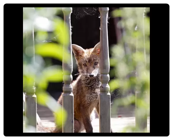Red fox - cub in back yard - Bedfordshire UK 10871