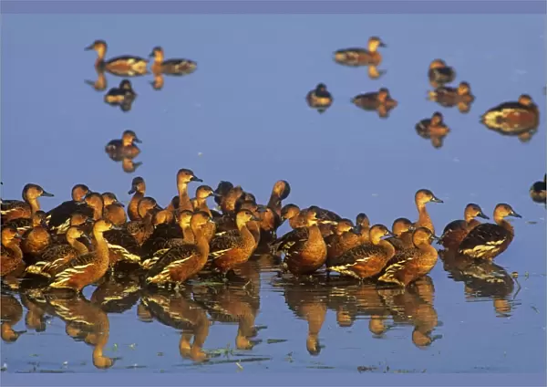 Wandering Whistling Ducks - Yellow Water - Kakadu National Park - Northern Territory - Australia