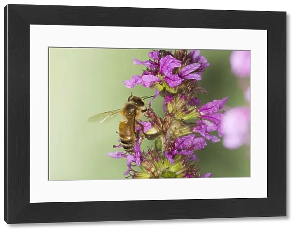 Honeybee - feeding on Purple Loosestrife Flower Apis mellifera Essex, UK IN000812