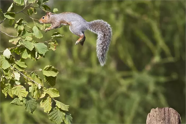 Grey Squirrel - jumping to hazel bush - Bedfordshire UK 11392