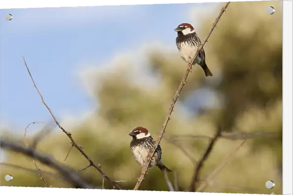 Spanish Sparrow - two adult males perching on undergrowth - Extremadura, Spain