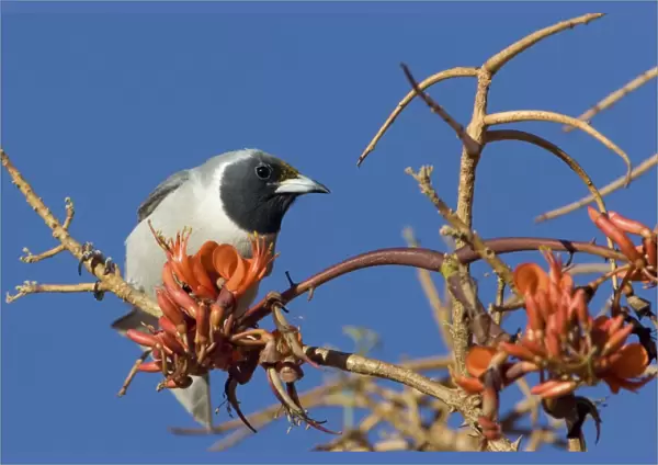 Masked Woodswallow At Mt Liebig Aboriginal Community, Northern Territory, Australia. The tree it is on is Erythrina vespertilio variously called Bat's Wing Coral Tee, Grey Corkwood and Stuart Bean Tree