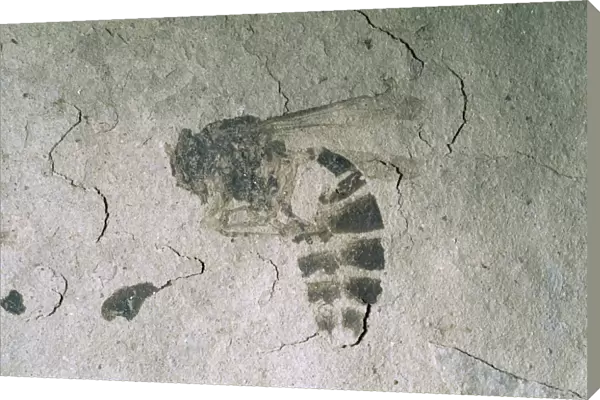 Fossil Wasp - Eocene Fossil beds National Monument