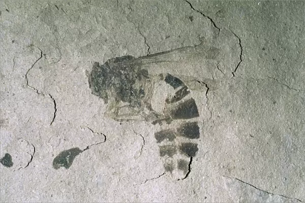 Fossil Wasp - Eocene Fossil beds National Monument