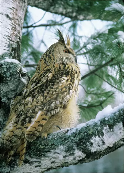 Eagle Owl - adult on Birch Tree in forest of Ural Mountains - Russia - winter