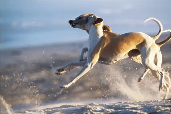 Whippet Dogs CRH 712 Whippets fighting in mid-air leap © Chris Harvey  /  ARDEA LONDON