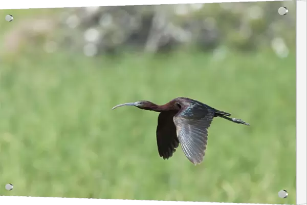 Glossy Ibis - single adult in flight - Southern Spain