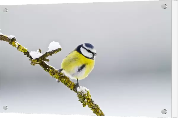Blue Tit - on branch in snow 8725