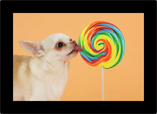 DOG. Chihuahua licking giant lollipop