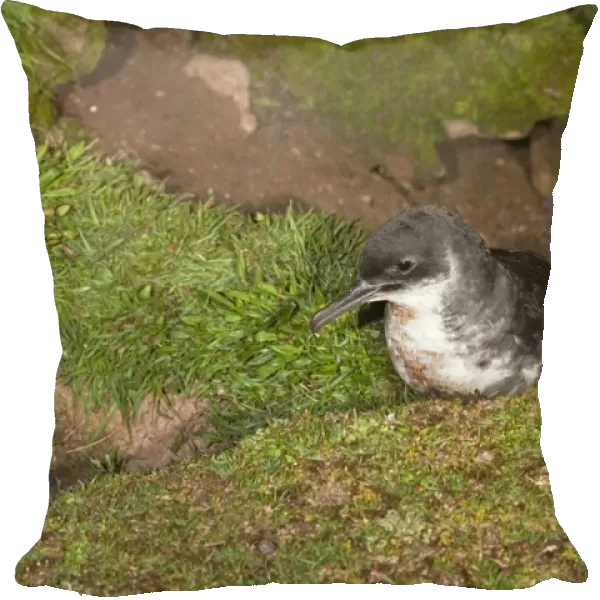 Manx Shearwater - outside nest burrow - Skomer - Wales - UK