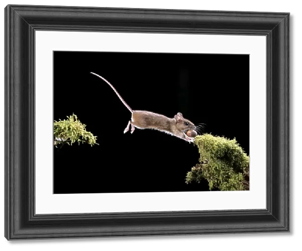 Wood Mouse BB 557 Jumping with hazelnut Apodemus sylvaticus © Brian Bevan  /  ARDEA LONDON