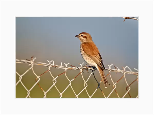 Red- backed Shrike - female perched on barbed wire fence - Lesvos