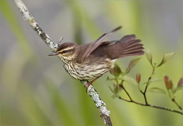 Northern Waterthrush - on territory in spring - Connecticut - USA