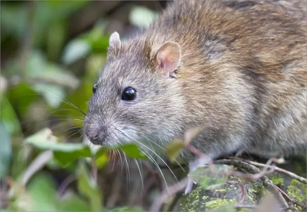 Brown Rat - Cornwall - UK