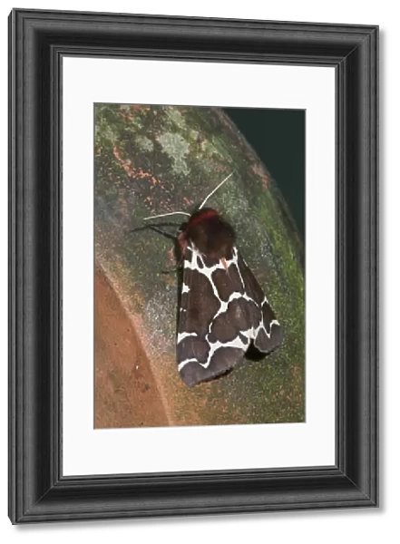Garden Tiger Moth - Cornwall - UK