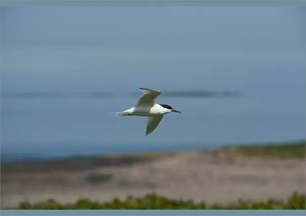Sandwich tern - in flight - Farne Islands - UK