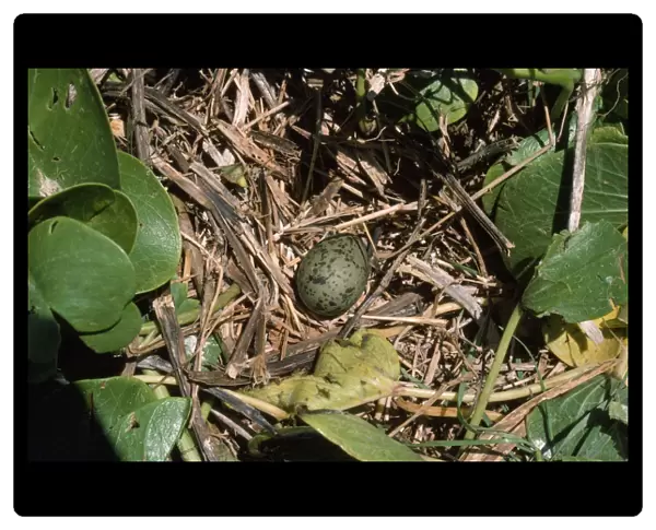 Laughing Gull - egg in nest - Little Tabago
