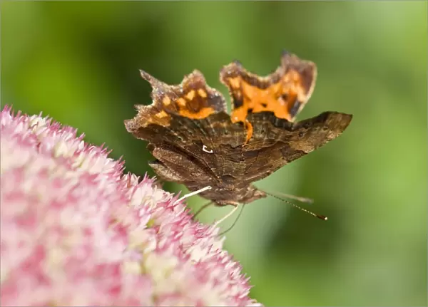 Comma Butterfly on Sedum - Norfolk - UK