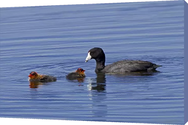 American Coot - adult with chicks - July in Colorado - USA