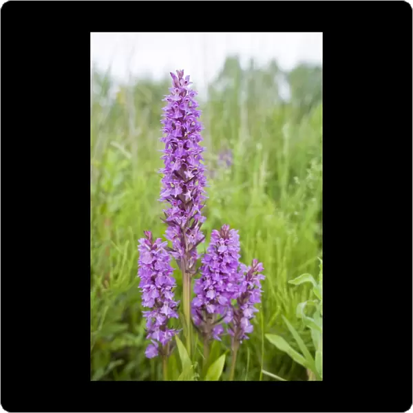 Southern Marsh Orchid in Norfolk meadow Norfolk UK