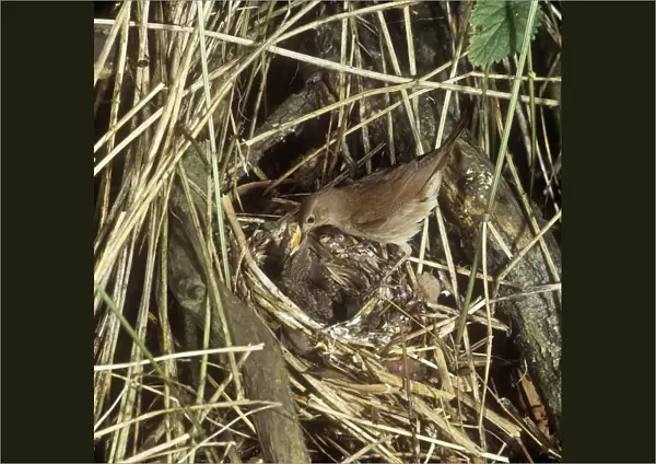Thrush Nightingale - feeding chicks at nest 