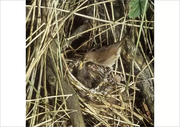 Thrush Nightingale - feeding chicks at nest 