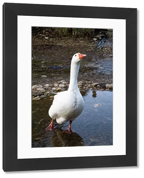 Feral Goose - in a farmyard puddle - Wiltshire - England - UK