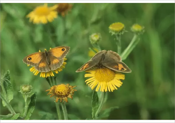 Meadow Brown and Hedge Brown Butterflies (Pyronia tithonus) - both female