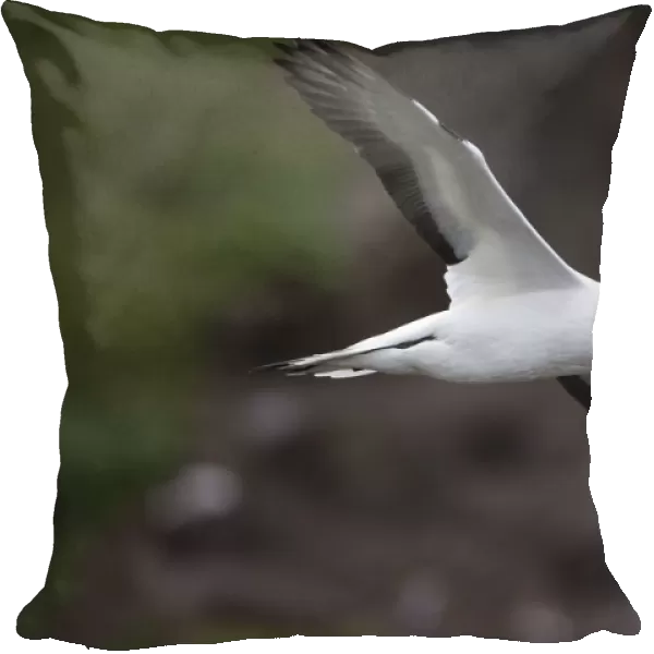 Australasian Gannet - in flight - near the colony at Muriwai - west Auckland - New Zealand