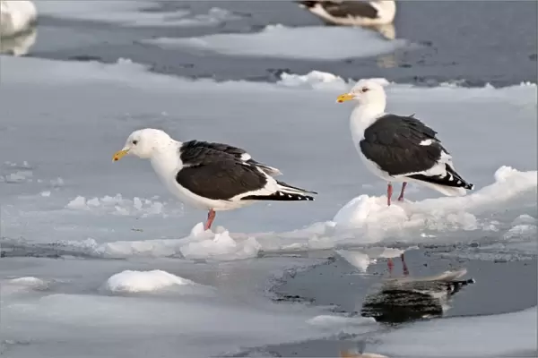 Slaty-backed Gull - two standing on sea ice - Hokkaido Island - Japan