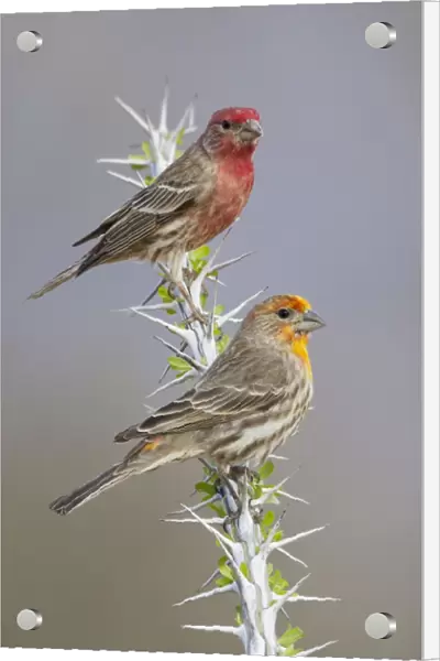 House Finch - Yellowish male below and normal male above - Southeast Arizona - March - USA