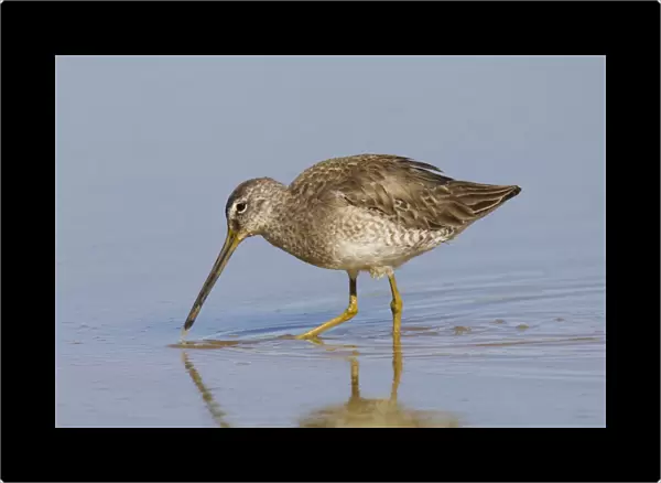 Long-billed Dowitcher - March in Arizona - USA